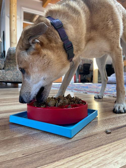 SodaPup Hold ’em Suction Cup Holder – Dog Bowl & Lick Mat Stabilizer