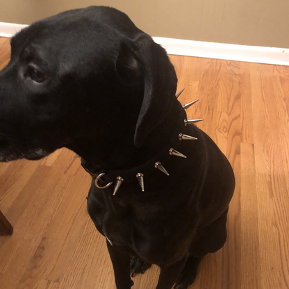 CoyoteCollar Spiked Dog Collar – Adjustable Neck Protection