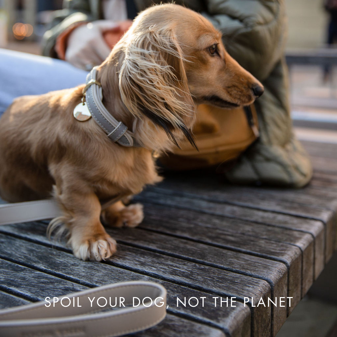 Nina Woof London Dog Leash – Vegan Leather, 4ft
