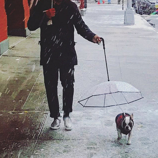 Transparent Dog Umbrella Leash – Rain Shield for Small Pets
