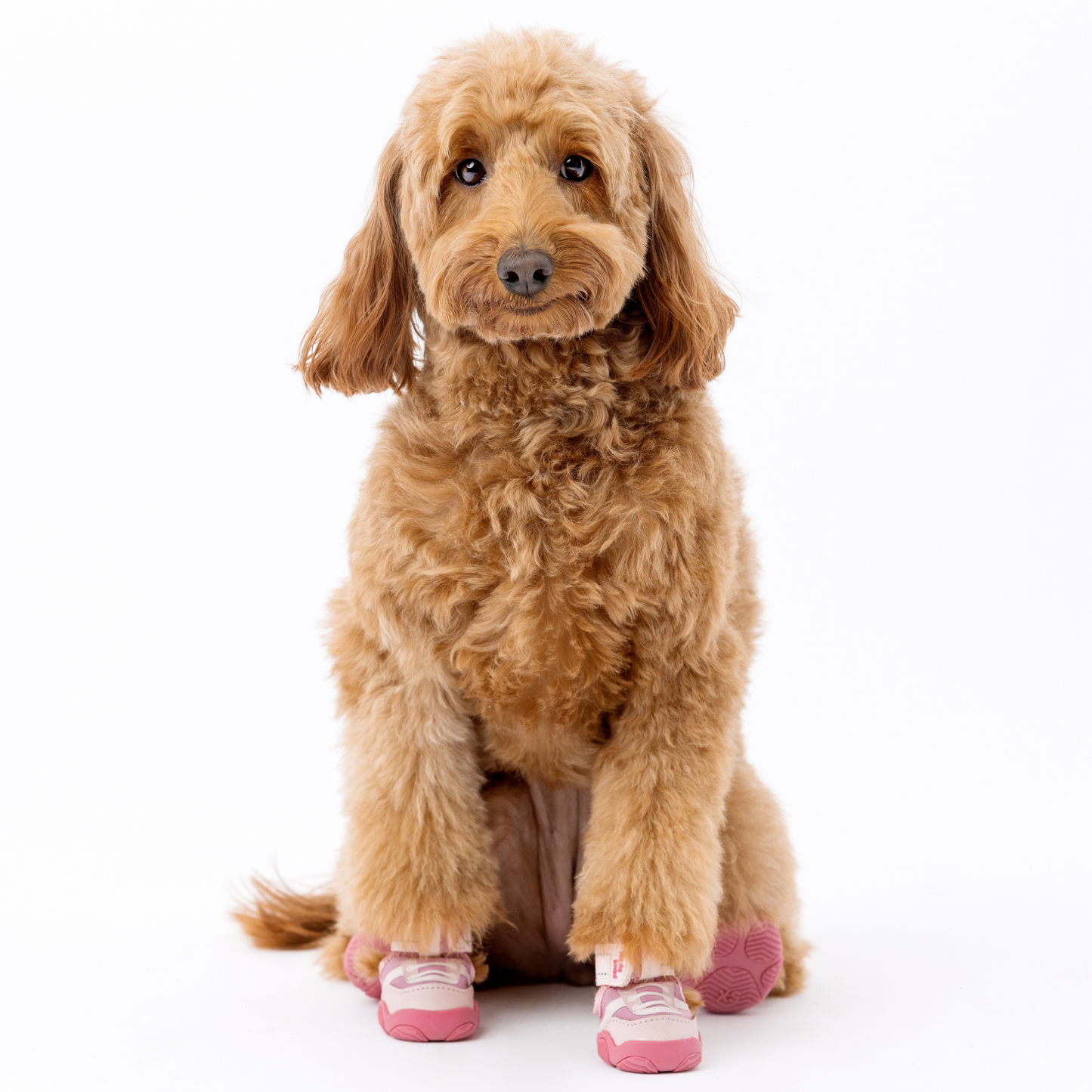 The Kai Dog Sneakers – Stylish All-Season Dog Shoes