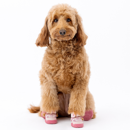 The Kai Dog Sneakers – Stylish All-Season Dog Shoes