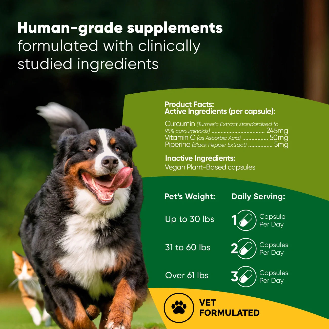 Rooted Owl Turmeric Capsules for Dogs & Cats
