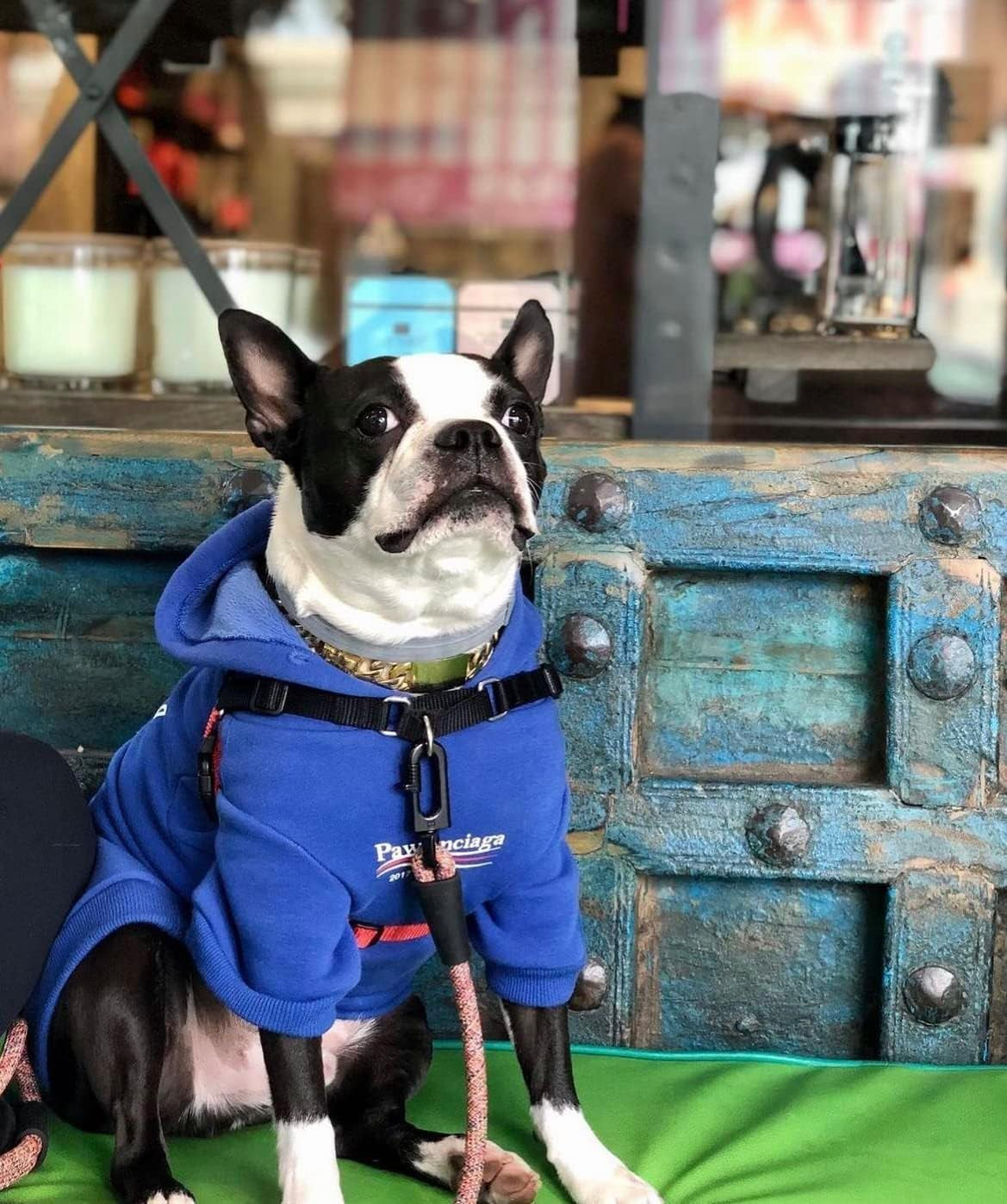Blue Dog Sweatshirt – XL Streetwear Pet Hoodie with Leash Hole for Dogs and Cats