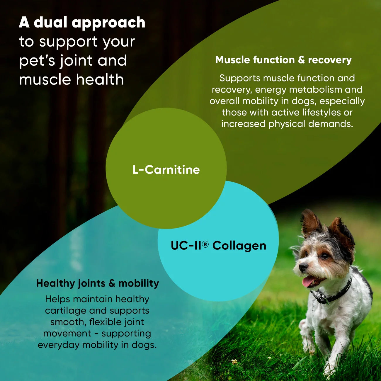 Rooted Owl Joint & Muscle Health Capsules for Cats & Small Dogs