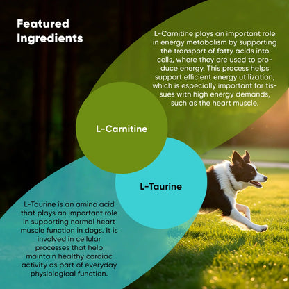 Rooted Owl Cardio Support Capsules for Dogs