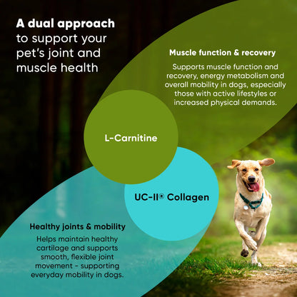 Rooted Owl Joint & Muscle Health Capsules for Medium & Large Dogs