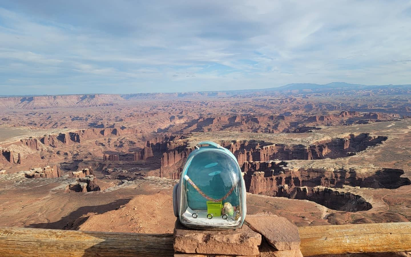 Bird Travel Carrier Backpack – Clear Space Capsule Bird Cage for Parakeets, Cockatiels & Small Parrots