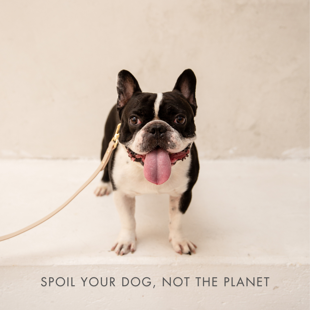 Nina Woof Cupertino AirTag Dog Collar – Vegan Leather