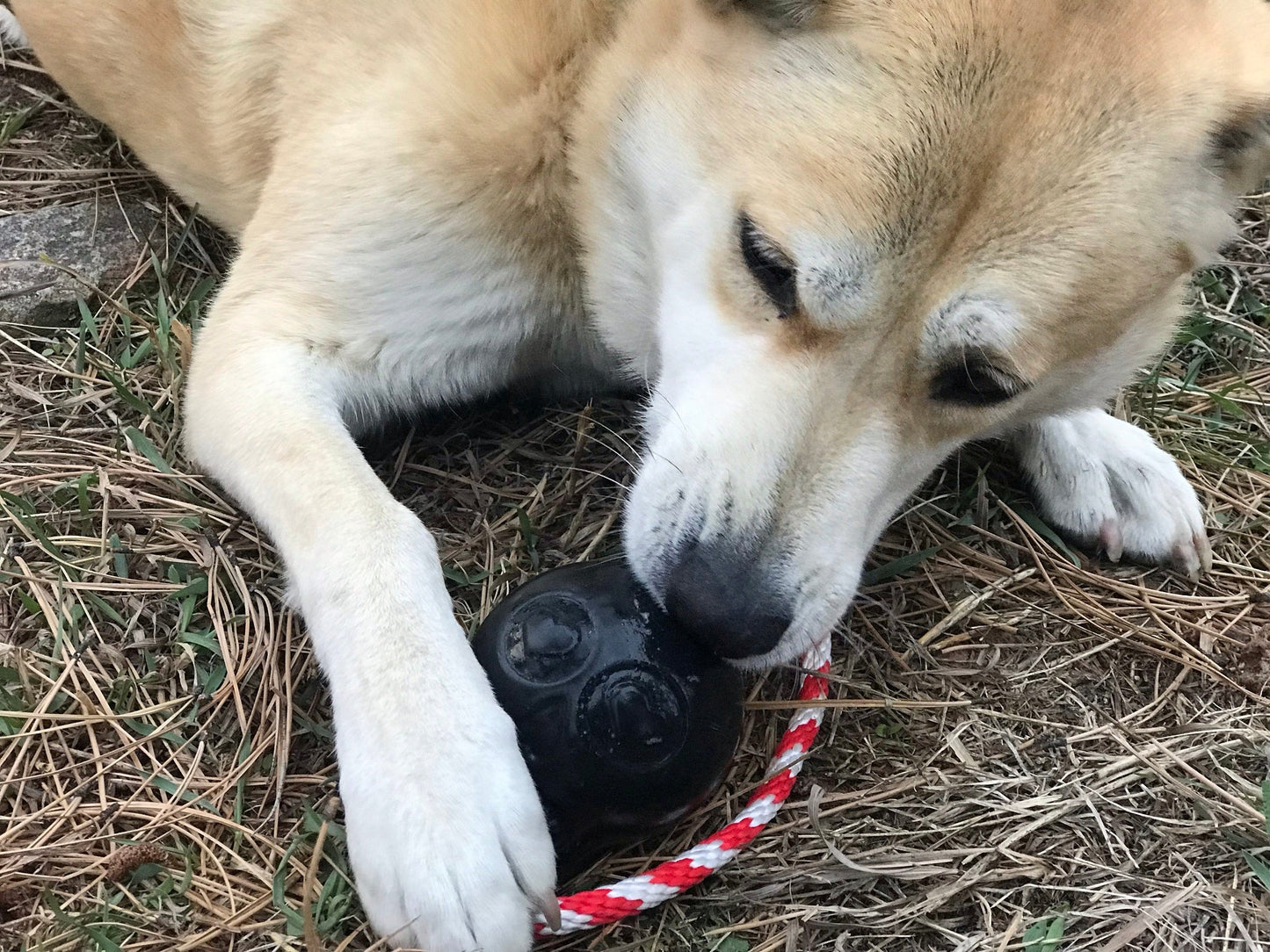 SodaPup Skull Dog Chew Toy – Treat Dispenser