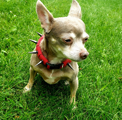 CoyoteCollar Spiked Dog Collar – Adjustable Neck Protection