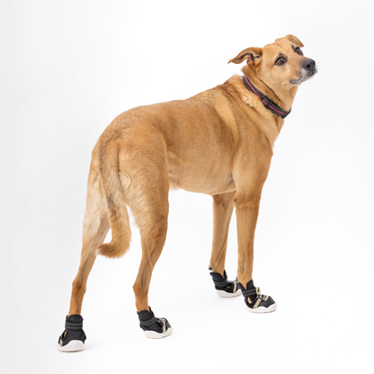 The Kai Dog Sneakers – Stylish All-Season Dog Shoes