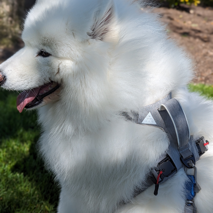 Magnetic No-Pull Dog Harness – One-Hand Clip Design