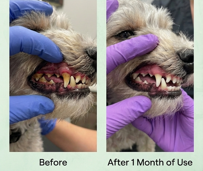 Googipet Fresh Breath Dental Powder for Dogs