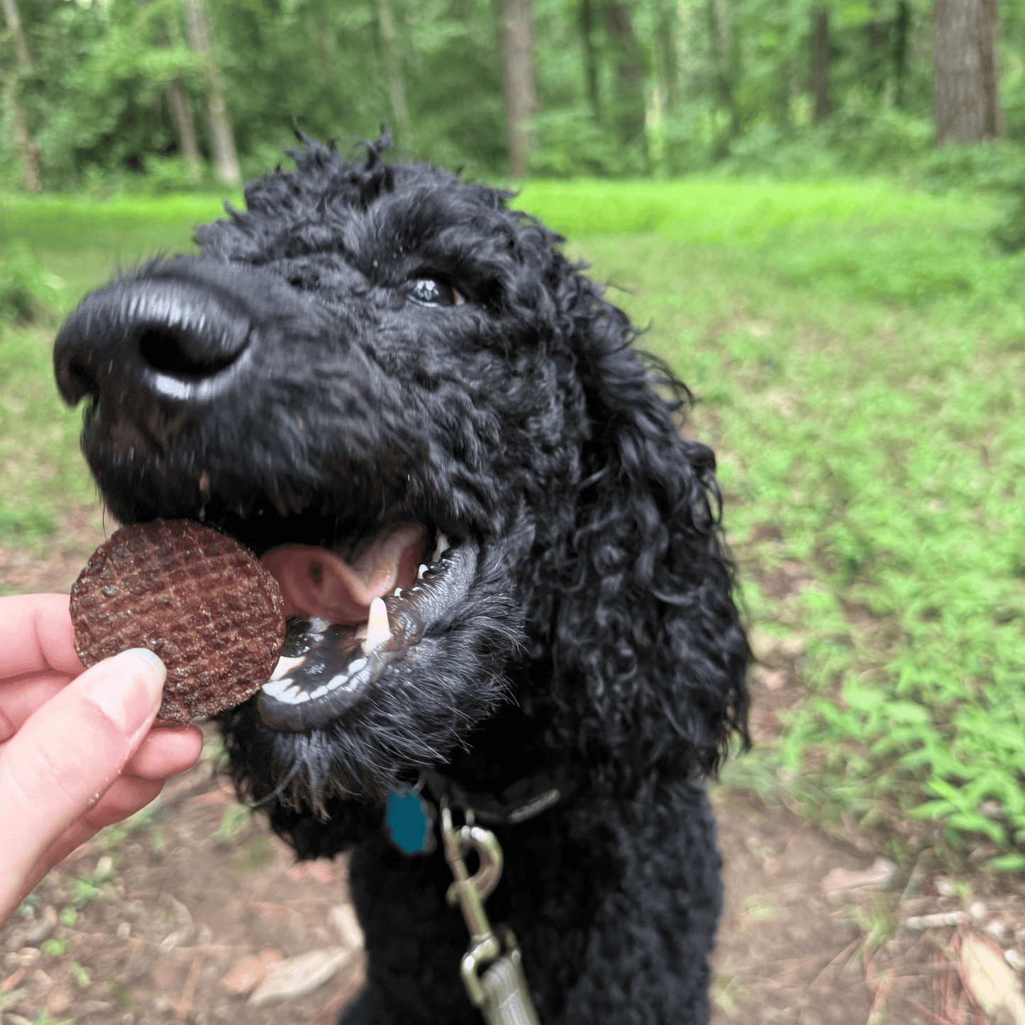 Farm to Pet Beef Chips Single-Ingredient Dog Treats