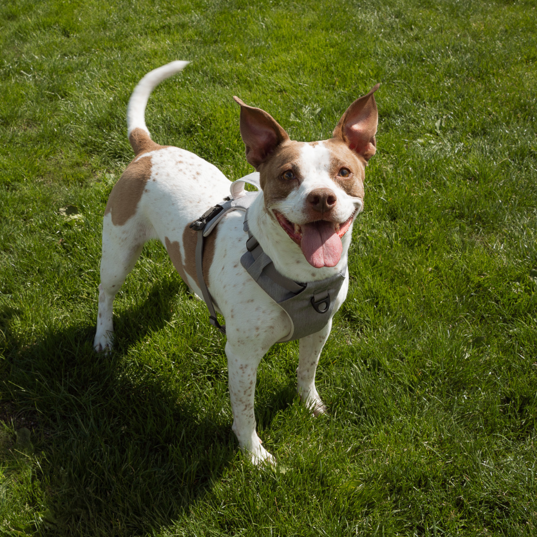 Magnetic No-Pull Dog Harness – One-Hand Clip Design