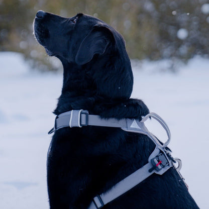 Magnetic No-Pull Dog Harness – One-Hand Clip Design