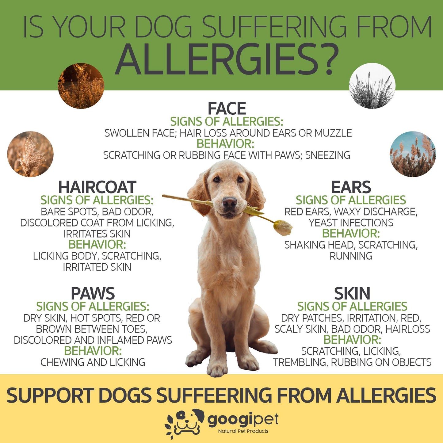 Googipet Allergy & Immune Support Chews for Dogs – Coconut & Carob Flavor