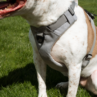 Magnetic No-Pull Dog Harness – One-Hand Clip Design