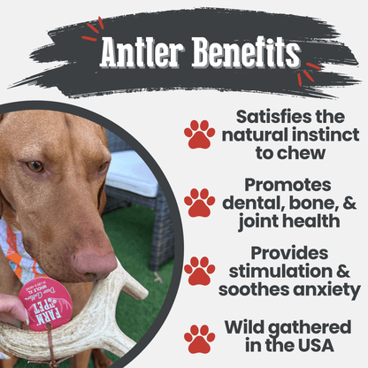 Farm to Pet Deer Antler Dog Chews