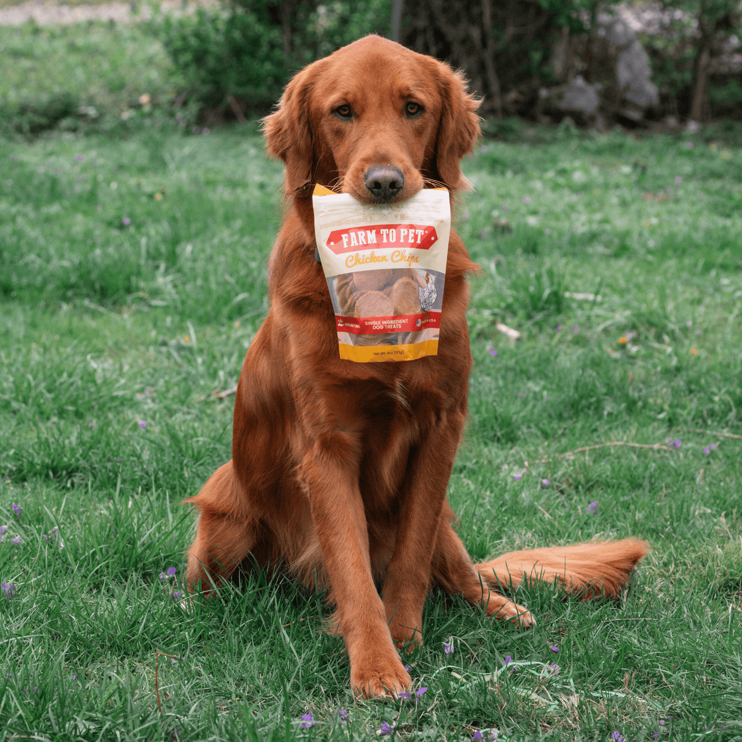 Farm to Pet Chicken Chips Single-Ingredient Dog Treats