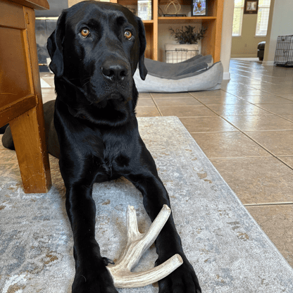 Farm to Pet Deer Antler Dog Chews