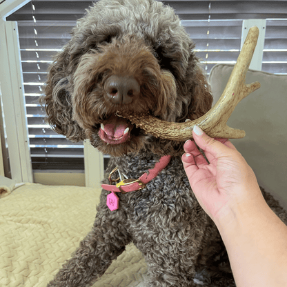 Farm to Pet Deer Antler Dog Chews