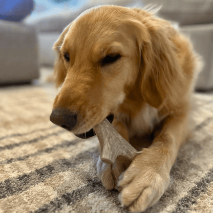Farm to Pet Deer Antler Dog Chews