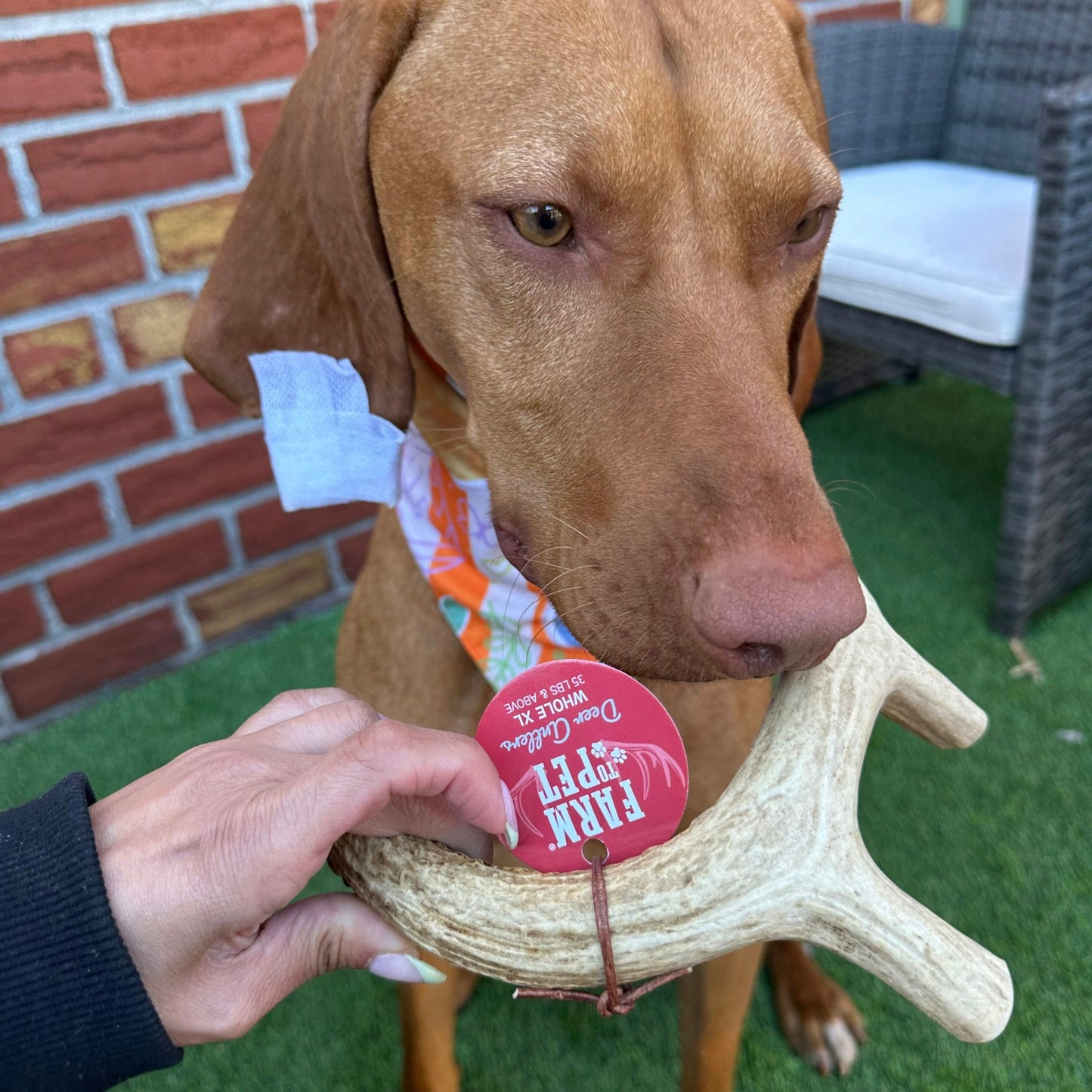 Farm to Pet Deer Antler Dog Chews