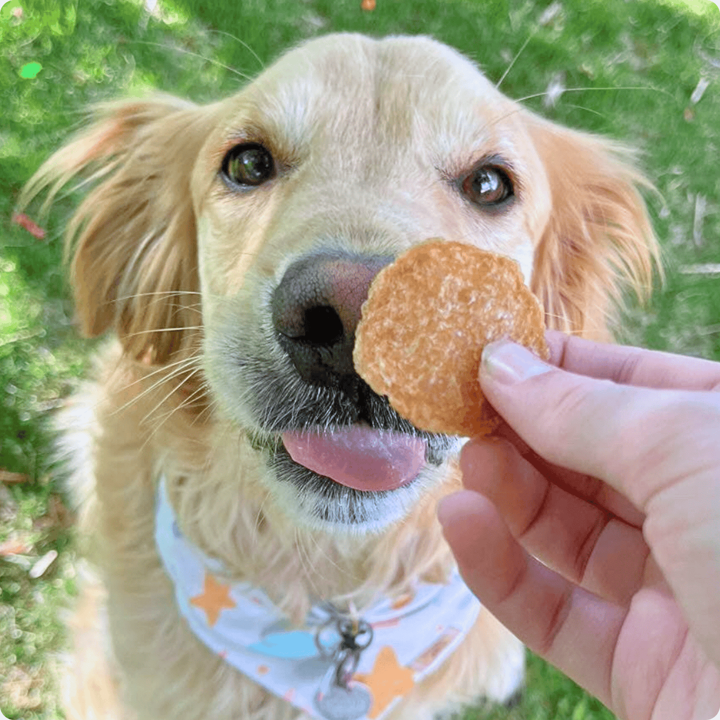 Farm to Pet Chicken Chips Single-Ingredient Dog Treats