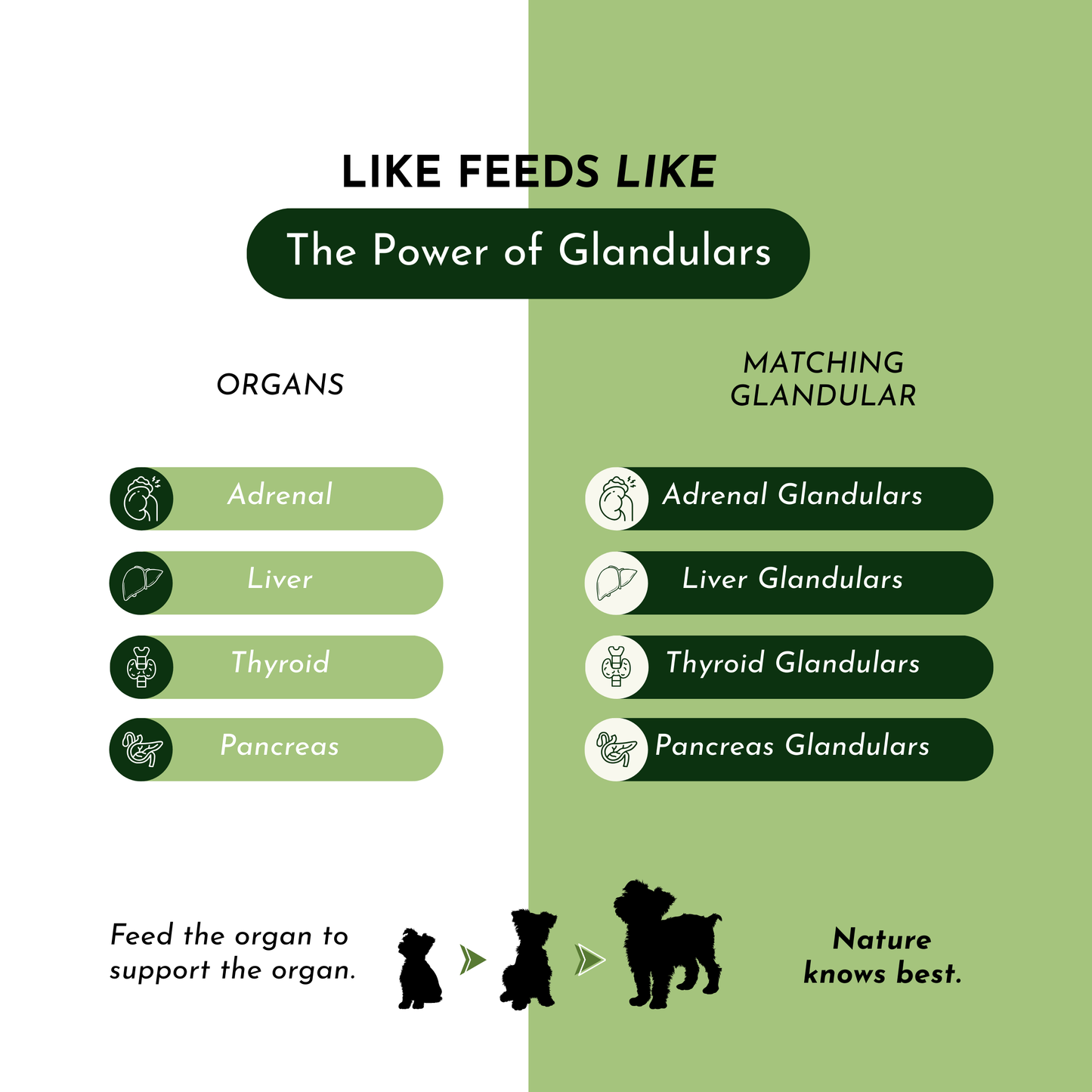 Holistic Total Body Support Multivitamin for Dogs & Cats