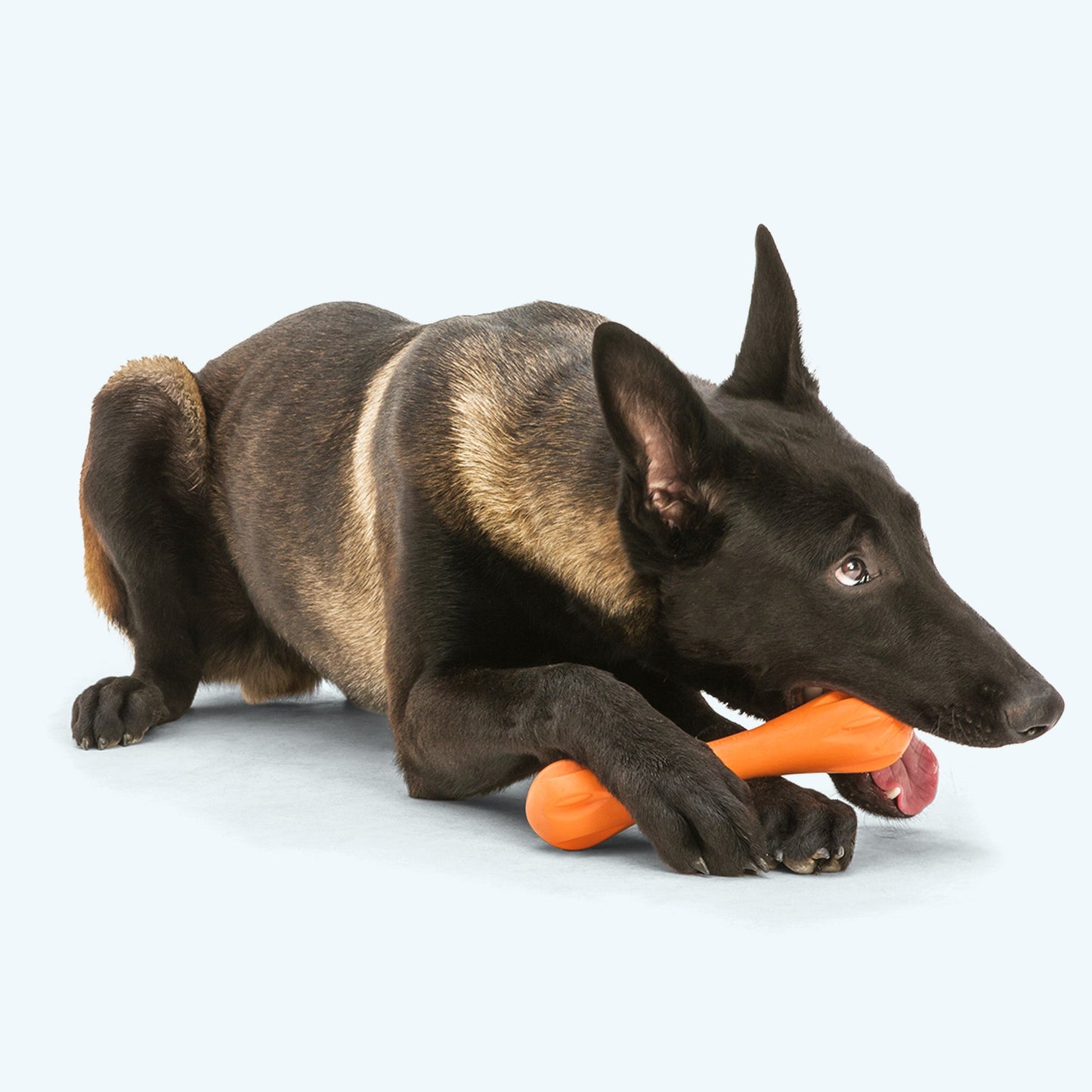 Hurley Dog Bone Toy – Tough Chew & Fetch Toy