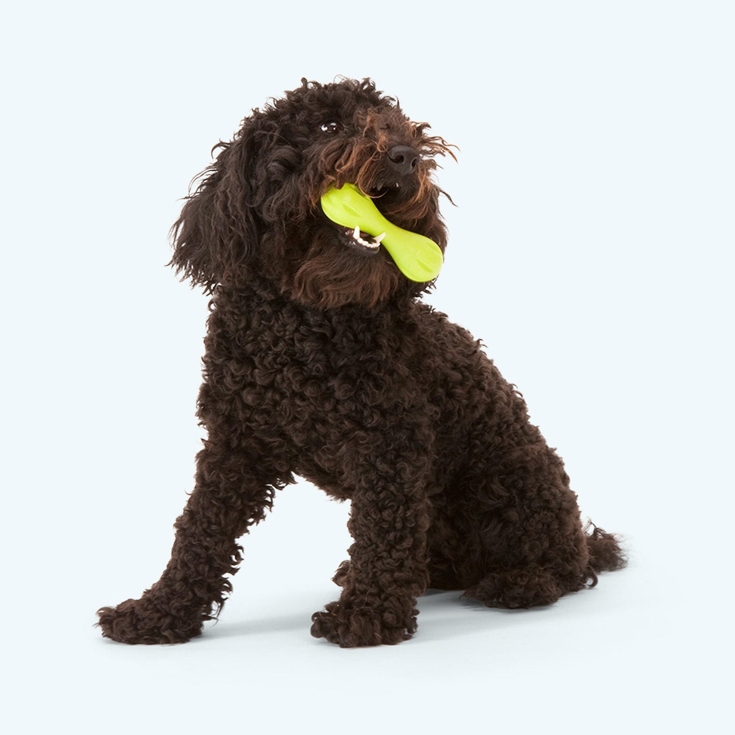 Hurley Dog Bone Toy – Tough Chew & Fetch Toy