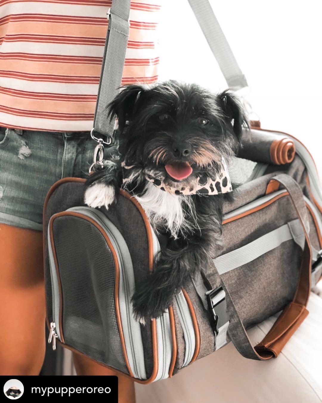 Mr. Peanut’s Gold Series Mini Expandable Pet Carrier – FAA Airline-Friendly Travel Carrier