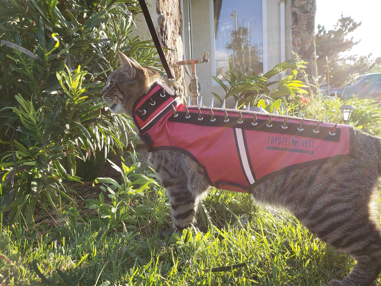 SpikeVest for Cats – Protective Spiked Cat Vest