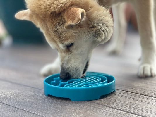 Baja eTray Slow Feeder Dog Bowl – Shallow Enrichment Tray