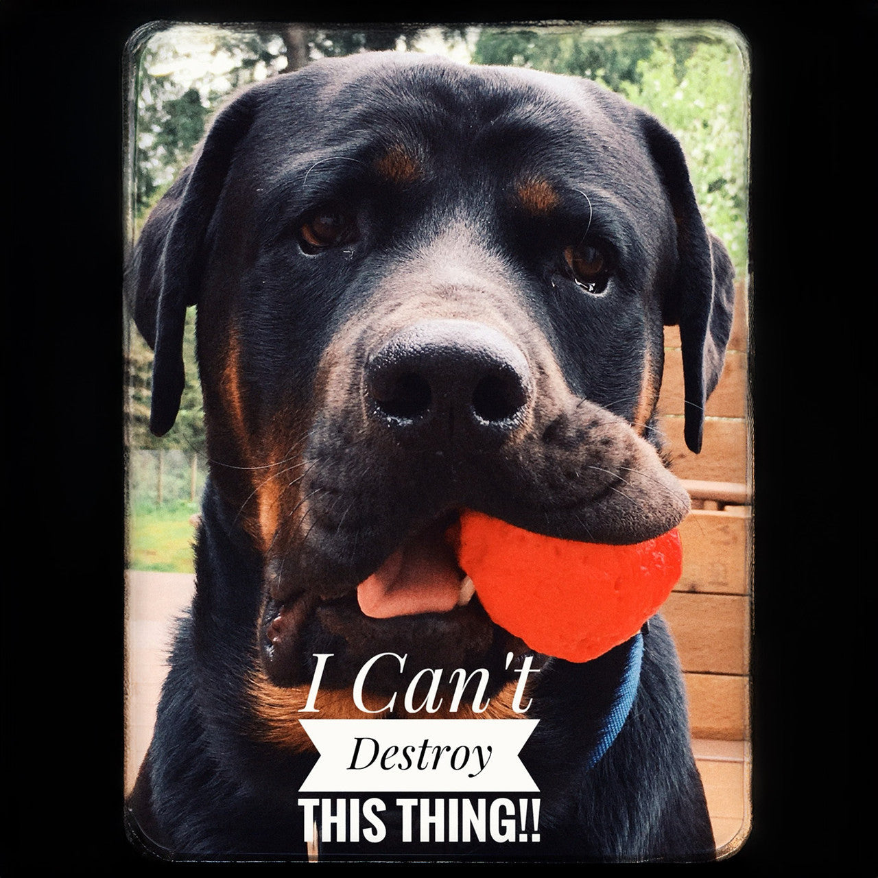 WUNDERball Fetch Toy – Natural Rubber Dog Ball