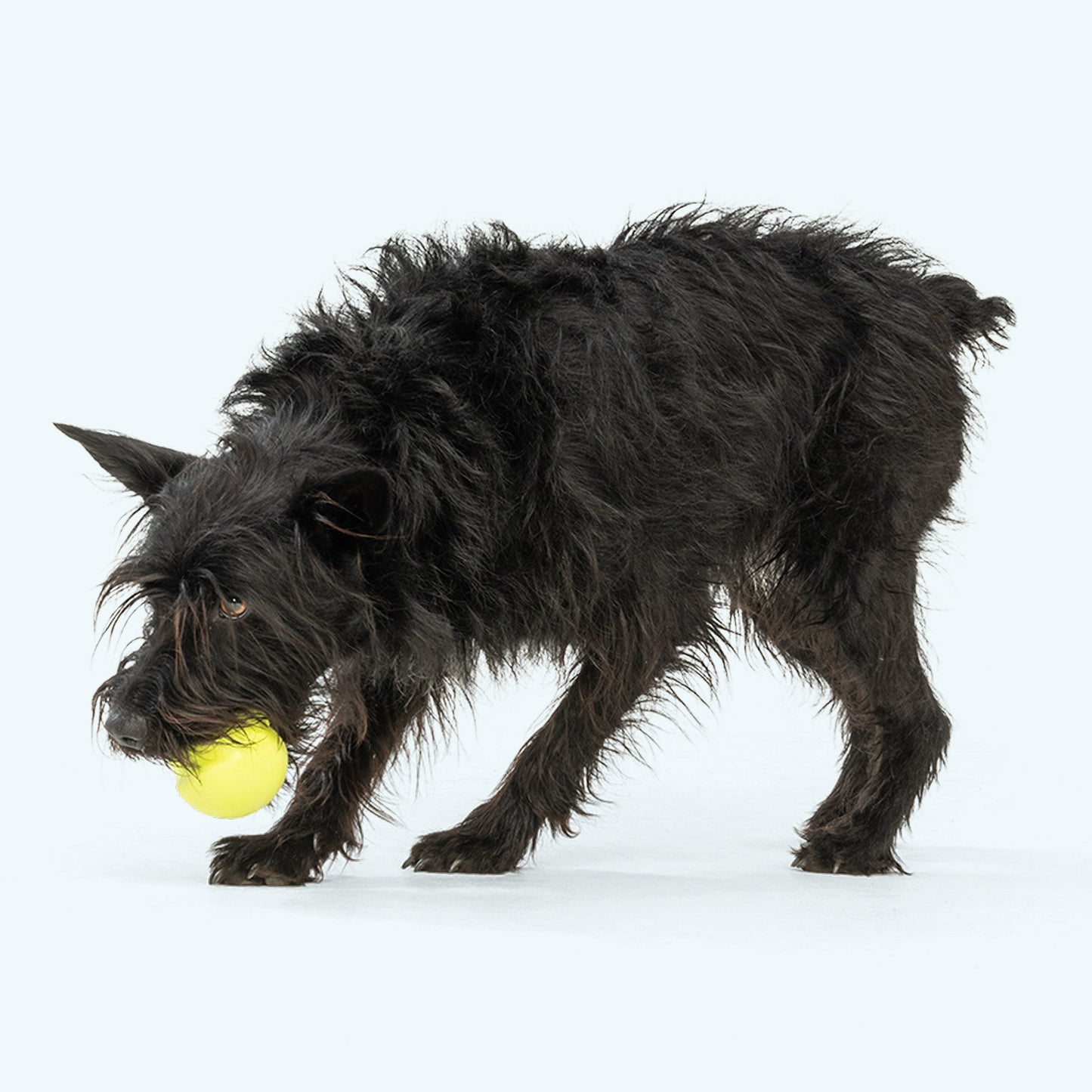 West Paw Jive Dog Ball – Tough Fetch Toy for Strong Chewers