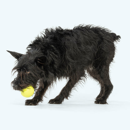 West Paw Jive Dog Ball – Tough Fetch Toy for Strong Chewers