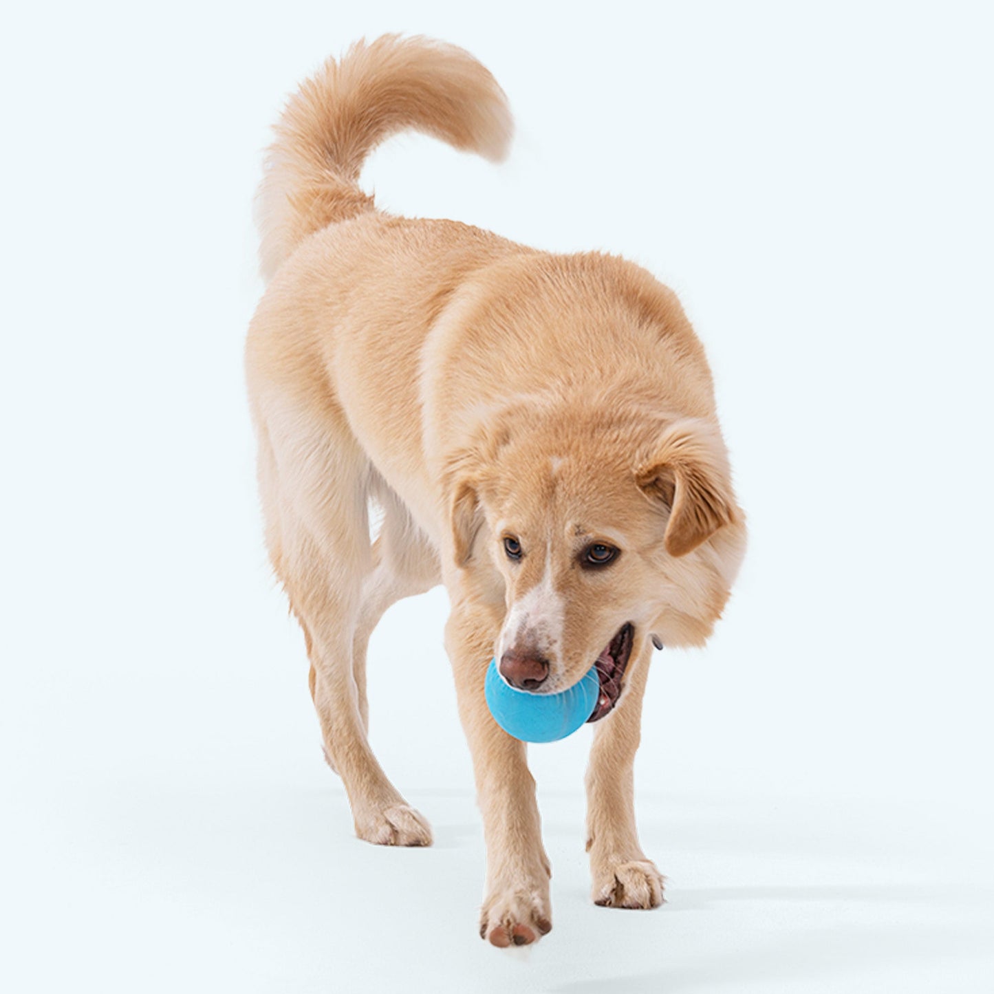 West Paw Jive Dog Ball – Tough Fetch Toy for Strong Chewers