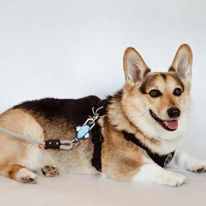 Patented Magnetic Dog Leash – One-Hand Connect & Release
