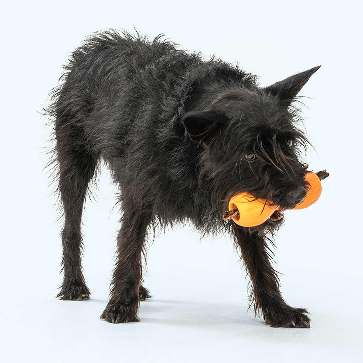 West Paw Qwizl Treat Toy – Tough Chew Toy