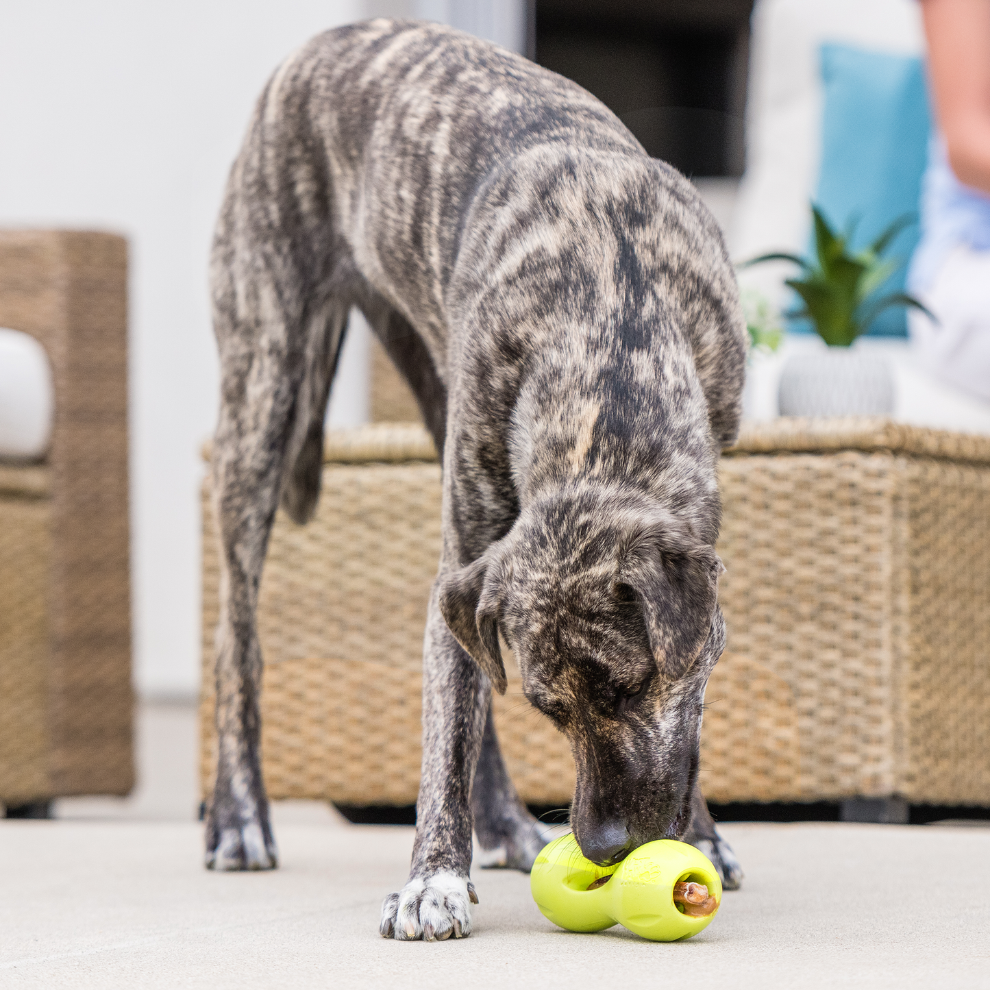 West Paw Qwizl Treat Toy – Tough Chew Toy