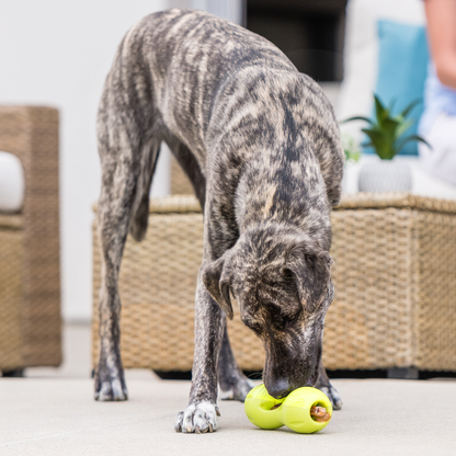 West Paw Qwizl Treat Toy – Tough Chew Toy