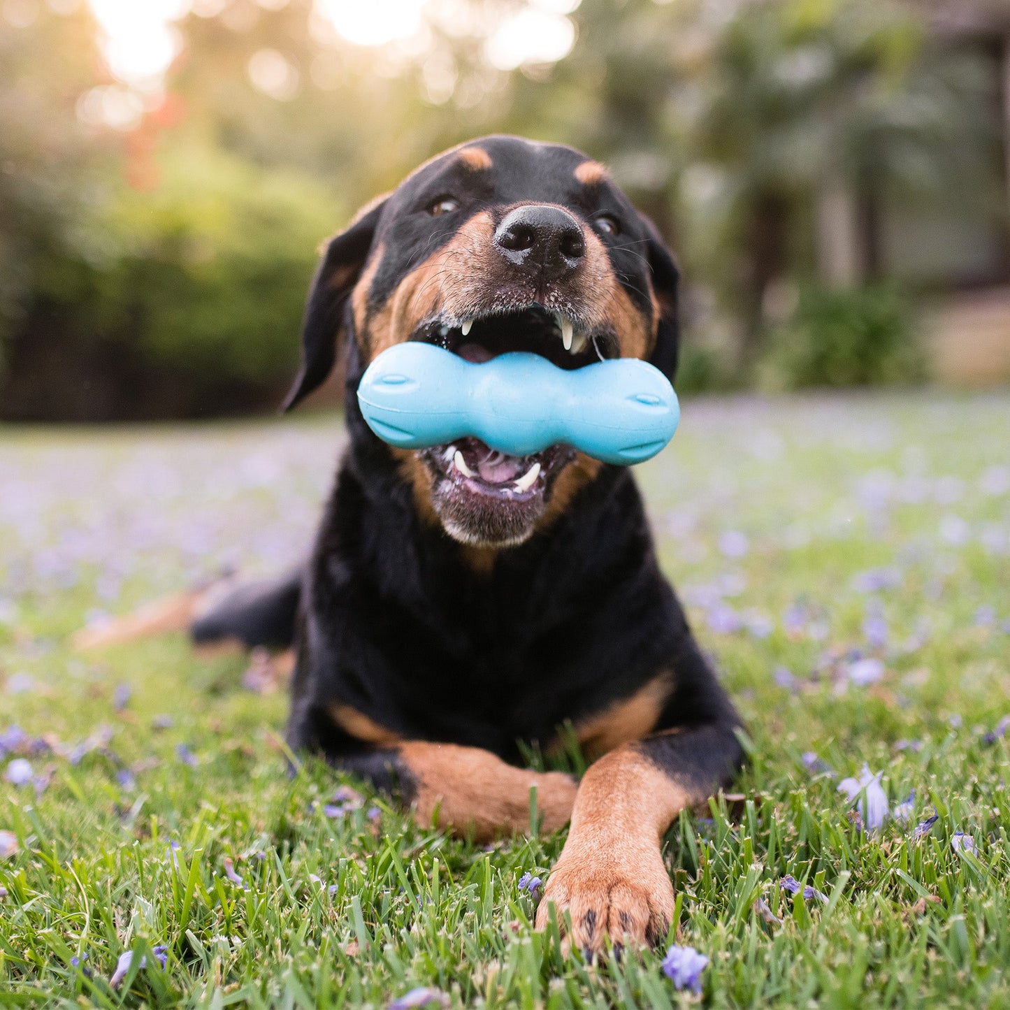 West Paw Rumpus Dog Chew Toy – Tough Toy for Strong Chewers