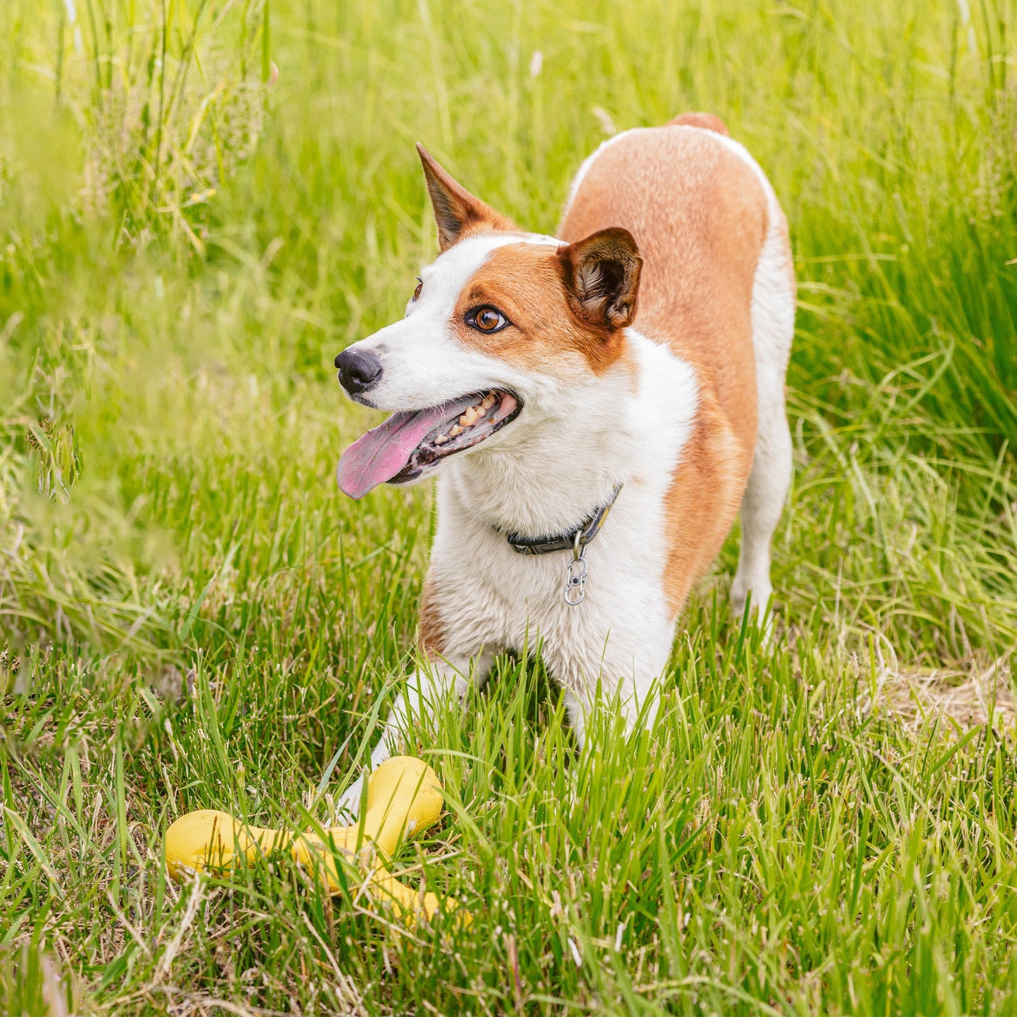 West Paw Skamp Dog Toy – Bouncy Fetch & Tug Toy