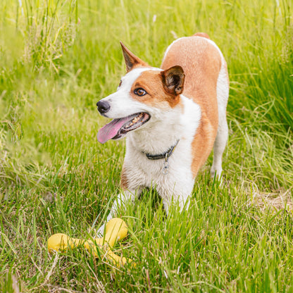 West Paw Skamp Dog Toy – Bouncy Fetch & Tug Toy