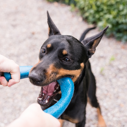 West Paw Snorkl Dog Tug Toy – For Moderate Chewers