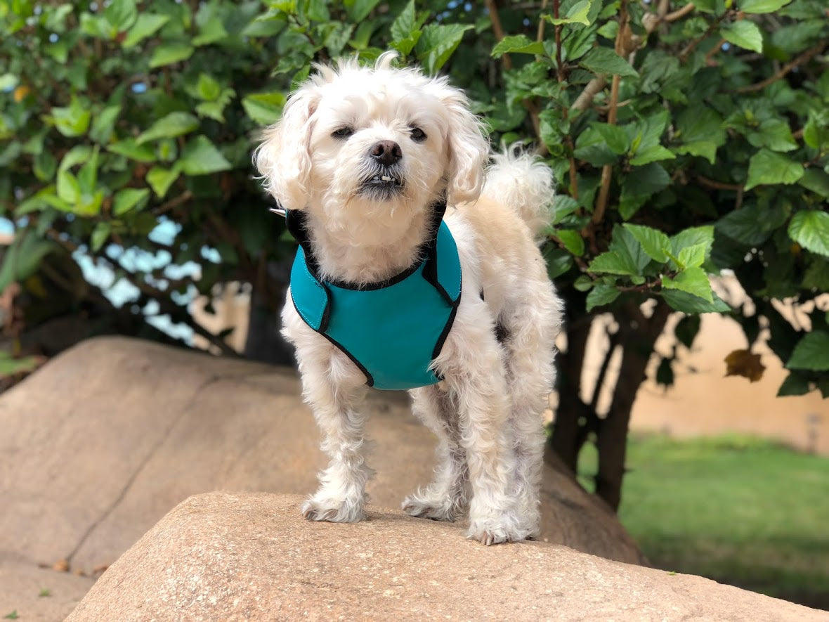 SpikeHarness Dog Harness – Spiked Neck Protection