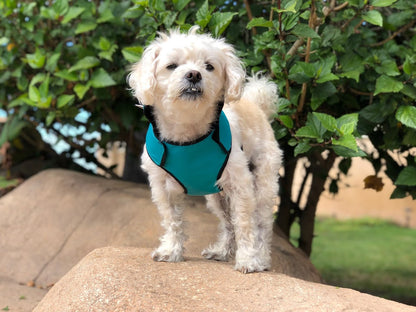 SpikeHarness Dog Harness – Spiked Neck Protection